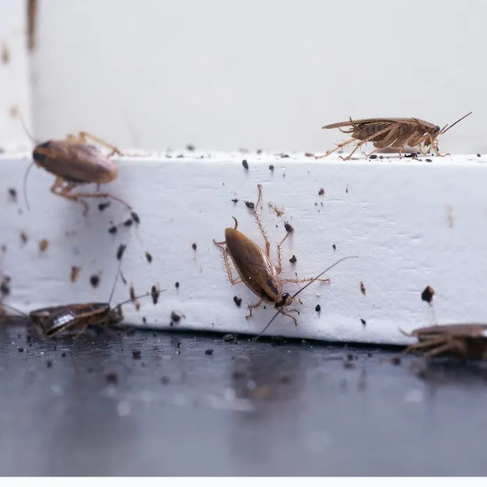 Sock'em Pest Control, LLC Picture 1