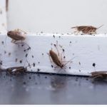 Sock'em Pest Control, LLC