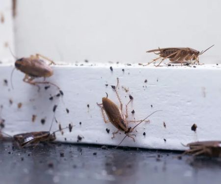 Sock'em Pest Control, LLC