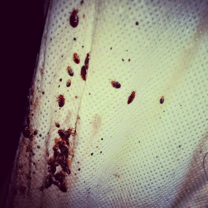 Sock'em Pest Control, LLC Picture 9