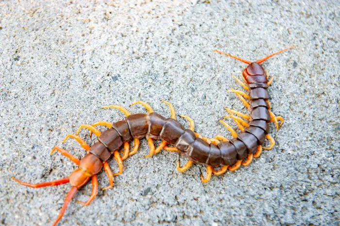 Rest Easy Pest Control Picture 9
