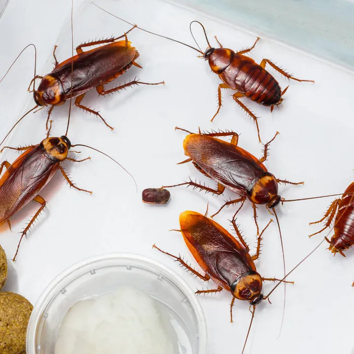 Rest Easy Pest Control Picture 10