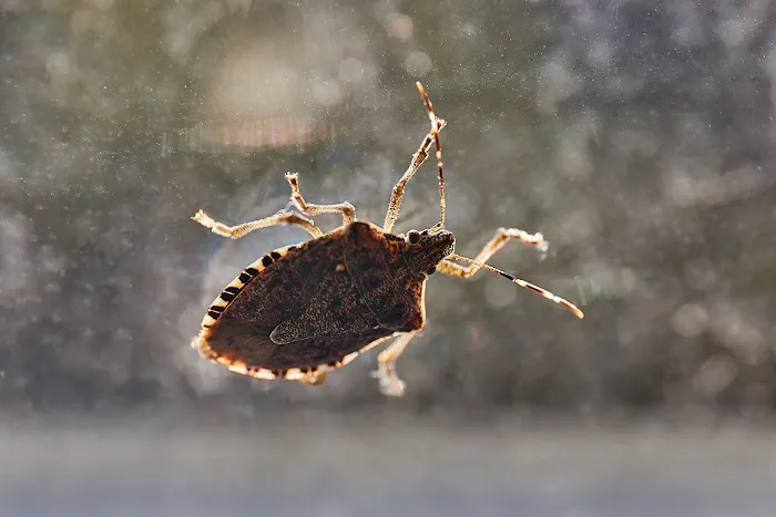 Rest Easy Pest Control Picture 4