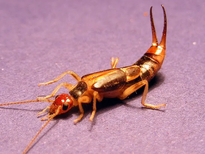 Rest Easy Pest Control Picture 6