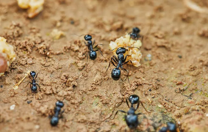 Rest Easy Pest Control Picture 7