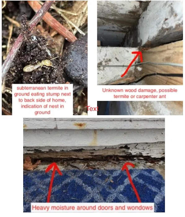 Shoreline Pest Solutions Picture 2
