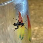 Shoreline Pest Solutions