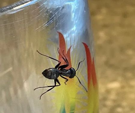 Shoreline Pest Solutions
