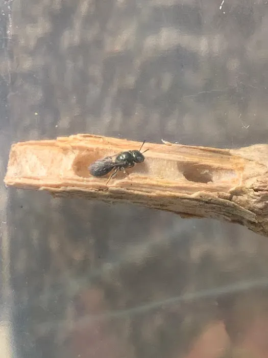 Shoreline Pest Solutions Picture 5