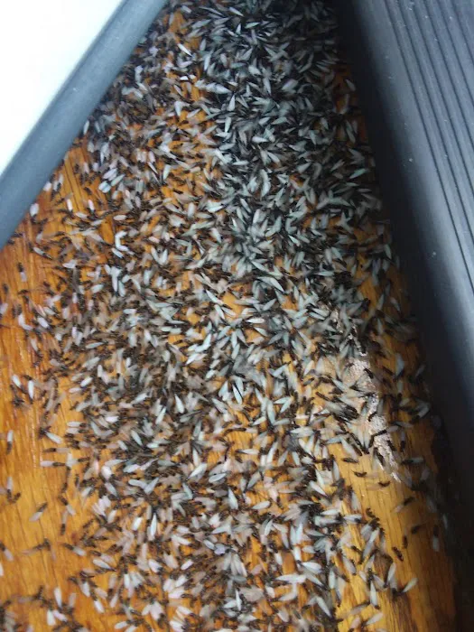 Fowler Pest Solutions Picture 1