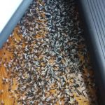 Fowler Pest Solutions
