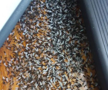 Fowler Pest Solutions