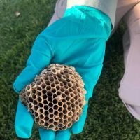 Pointe Pest Control ico