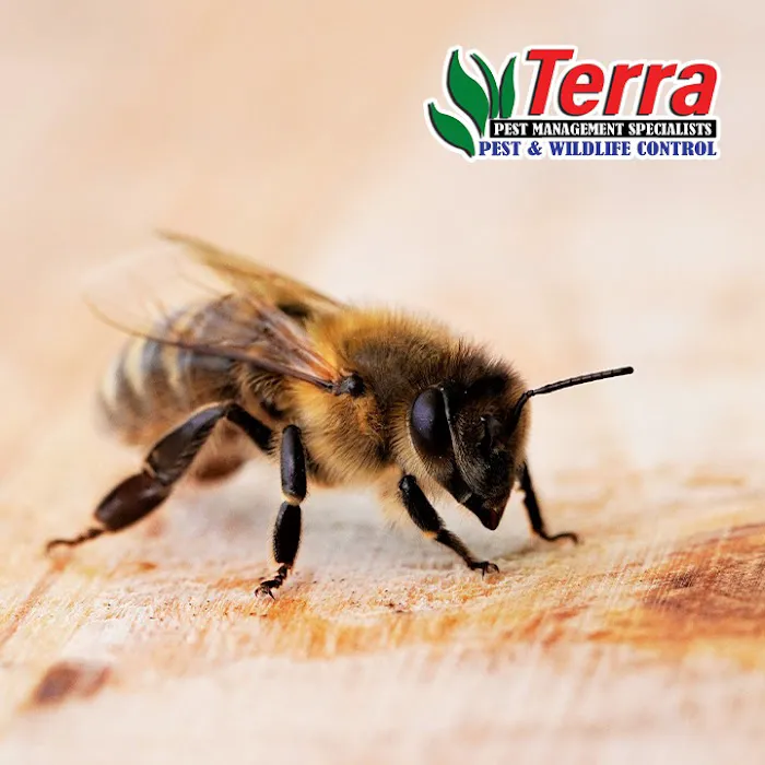 Terra Pest Management Specialists Picture 6