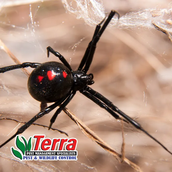 Terra Pest Management Specialists Picture 4