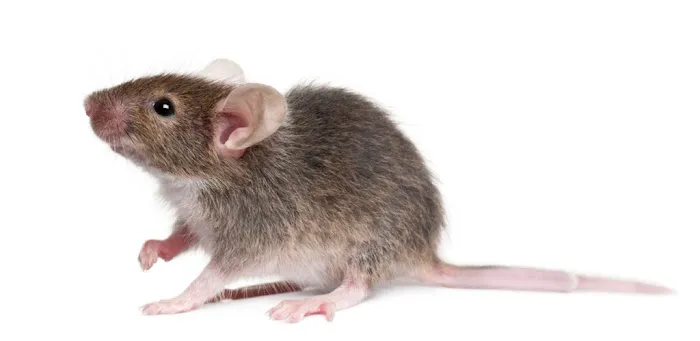 Viking Pest Control Picture 9