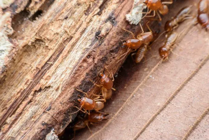 Viking Pest Control Picture 8