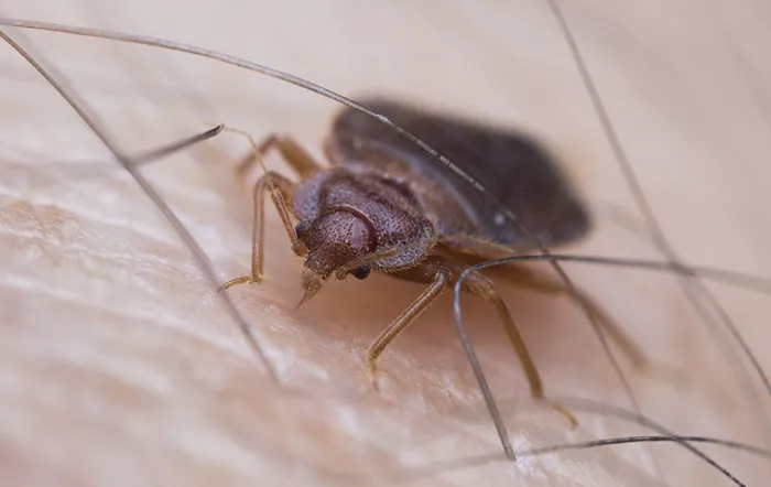 M.A.D. Exterminators Inc. Picture 6