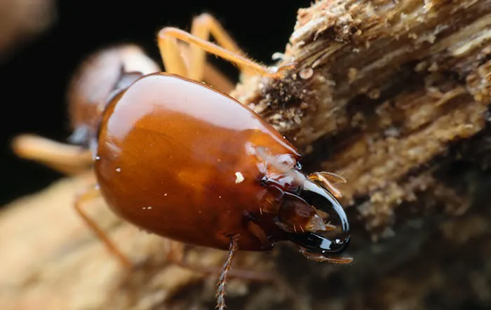 M.A.D. Exterminators Inc. Picture 9