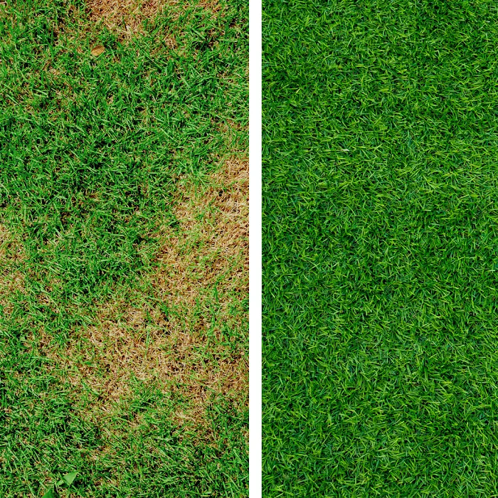 Ned's Lawn and Pest Control Picture 10