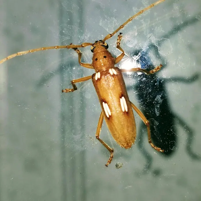 Nature Boy Pest Control LLC Picture 6