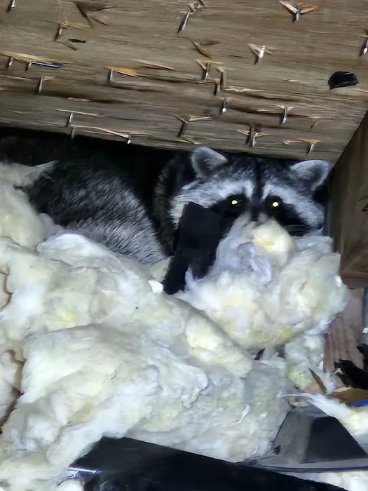Nature Boy Pest Control LLC Picture 10