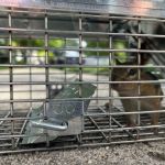 GenExt: General Extermination & Pest Control LLC