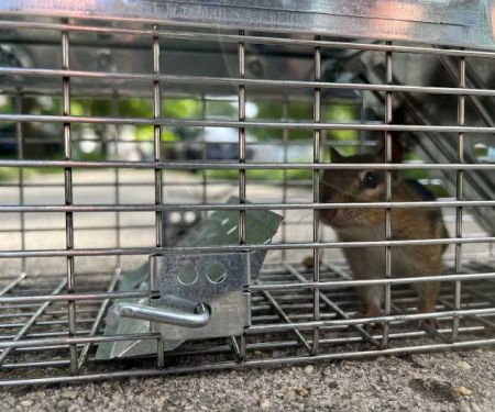 GenExt: General Extermination & Pest Control LLC