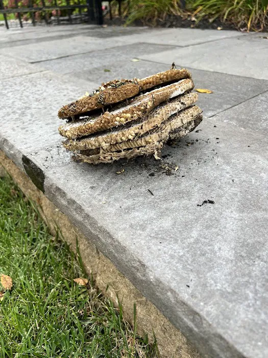 GenExt: General Extermination & Pest Control LLC Picture 4