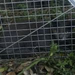 WardOff & Son Exterminating and Small Animal Control