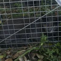 WardOff & Son Exterminating and Small Animal Control ico