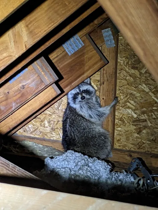UFO Nuisance Wildlife Control, LLC Picture 6