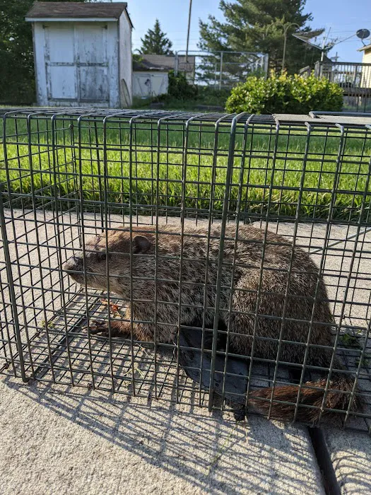 UFO Nuisance Wildlife Control, LLC Picture 9