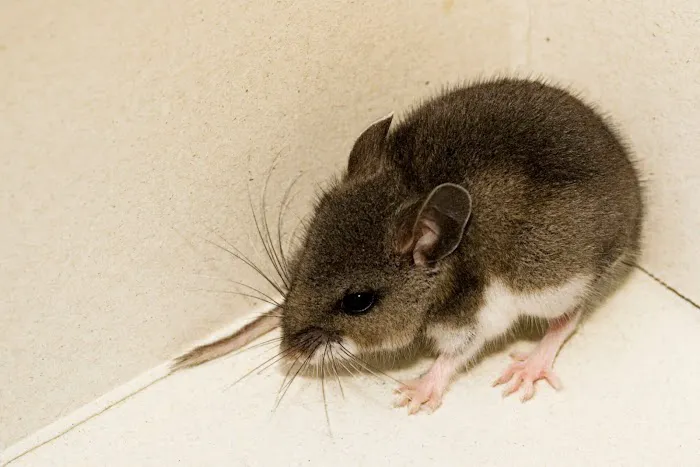Western Pest Services Picture 8