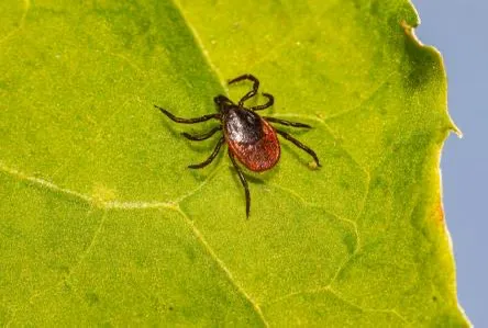 Kind Pest NJ Picture 7
