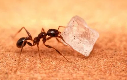 Kind Pest NJ Picture 1
