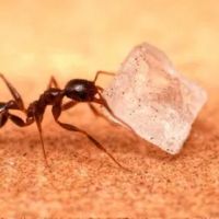 Kind Pest NJ ico