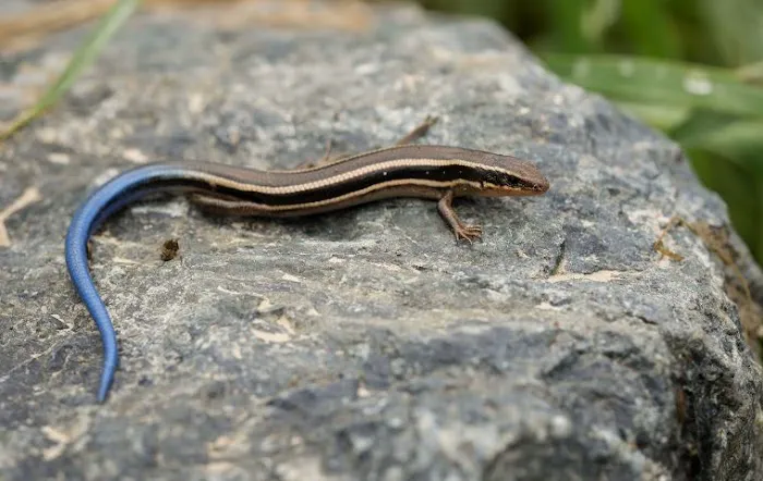 Kind Pest NJ Picture 10