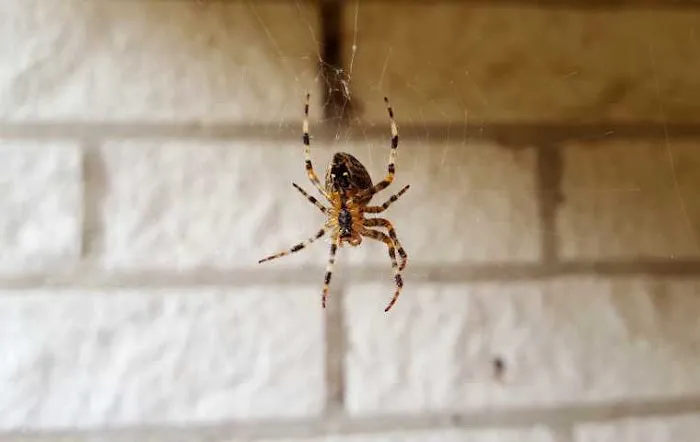 Kind Pest NJ Picture 8