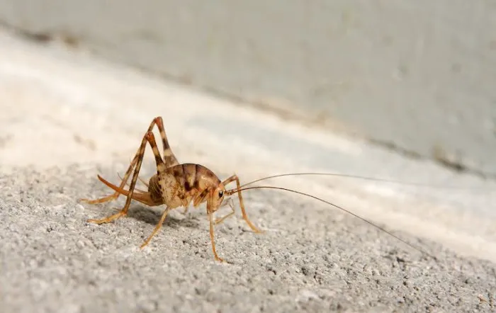 Kind Pest NJ Picture 3