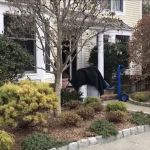 Pro Heat Bed Bug Removal
