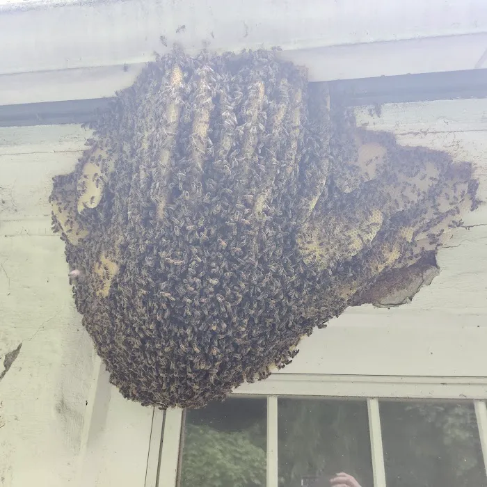 Liberty Bell Beekeepers Picture 8