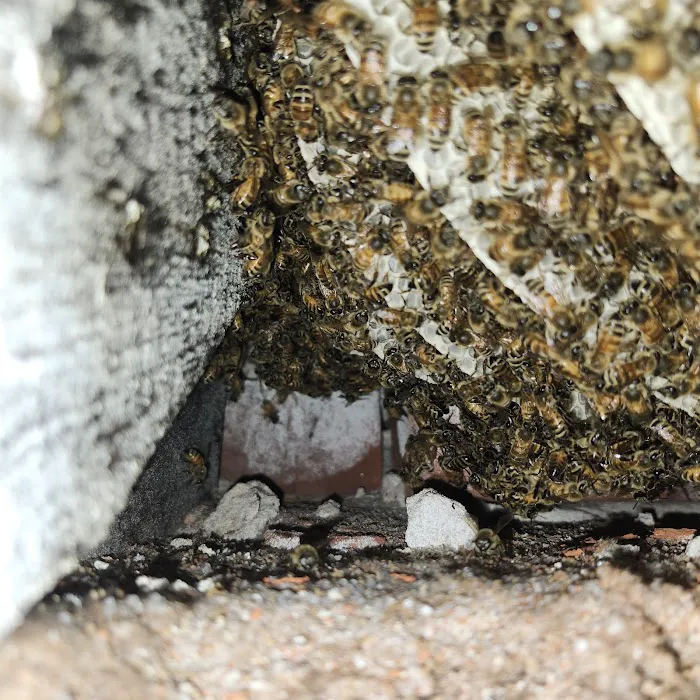 Liberty Bell Beekeepers Picture 6