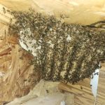 Liberty Bell Beekeepers