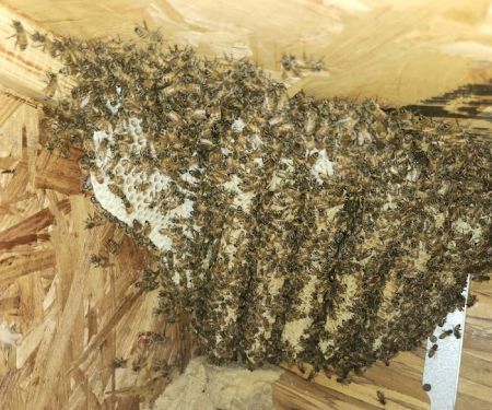 Liberty Bell Beekeepers