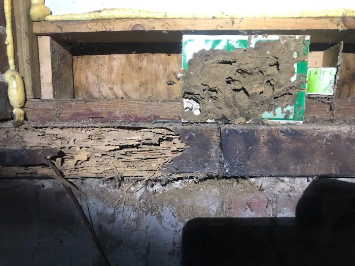 LizExterminator co. LLC Picture 2