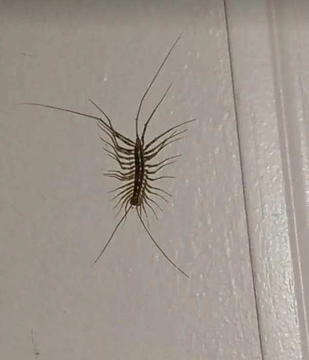 LizExterminator co. LLC Picture 8