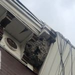 LizExterminator co. LLC