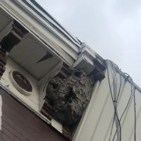 LizExterminator co. LLC ico