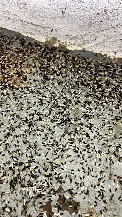 LizExterminator co. LLC Picture 4